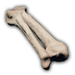Bones