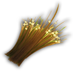 Oats