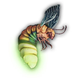 Insect